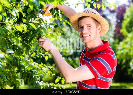 Mann beschneiden Baum im Obstgarten Stockfoto