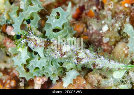 Marionia Nudibranch, Marionia sp, Babylon Tauchplatz, Reta Insel, in der Nähe von Alor, Indonesien Stockfoto