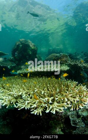Staghorn Coral, Acropora sp, mit Hügeln im Hintergrund, Yellow Wall of Texas Tauchplatz, Horseshoe Bay, Nusa Kode, Süd Rinca Island, Komodo National P Stockfoto