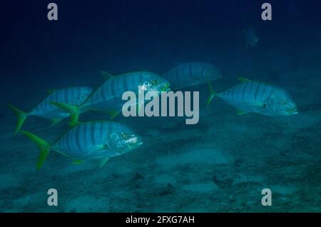 Schule von Blue Trevally, Carangoides ferdau, Mobula Point Tauchplatz, Padar Island, Komodo Nationalpark, Indonesien Stockfoto