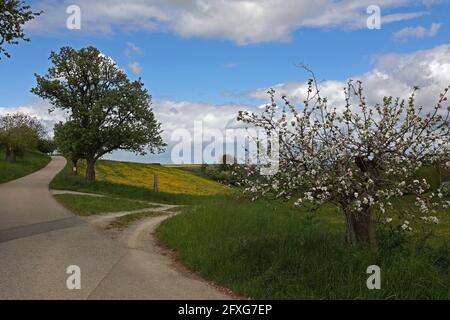 Frühlingslandschaft mit blühenden Wiesen und Feldern. Stockfoto