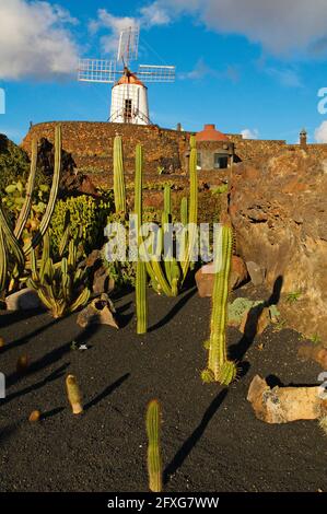 Spanien. Kanarische Inseln. Lanzarote. Guatiza, der Kaktusgarten, der von César Manrique geschaffen wurde Stockfoto