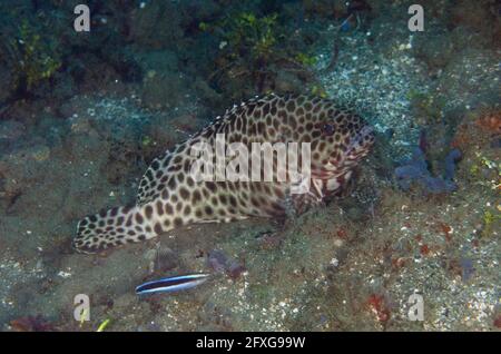 Indian Grouper, Epinephelus faveatus, mit Bluestreak Cleaner Wrasse, Labroides dimidiatus, Laha Tauchplatz, Ambon, Maluku, Indonesien Stockfoto