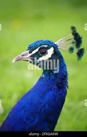 Headshot eines blauen männlichen Peacock, Pavo cristatus, Northamptonshire, Großbritannien Stockfoto