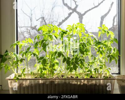 Sonnenbeschienenen Tomatenpflanzen in Box auf Fensterbank zu Hause Stockfoto