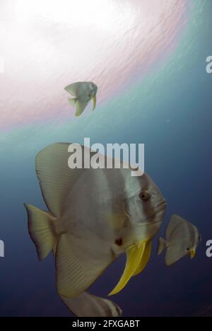 Longfin Batfish, Platax teira, gegen die Sonne, Thundercliff Tauchplatz, Weihnachtsinsel, Australien Stockfoto