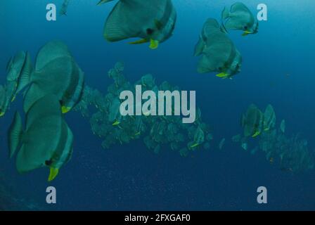 Schule von Longfin Batfish, Platax teira, Thundercliff Tauchplatz, Weihnachtsinsel, Australien Stockfoto