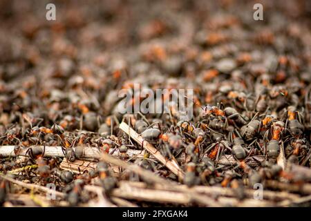 Großer Ameisenhaufen und Nest aus Formica rufa, auch bekannt als rote Waldamse, südliche Waldamse oder Pferdeamse, aus der Nähe Stockfoto