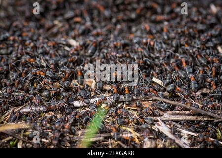 Großer Ameisenhaufen und Nest aus Formica rufa, auch bekannt als rote Waldamse, südliche Waldamse oder Pferdeamse, aus der Nähe Stockfoto