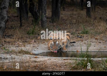 Wilder erwachsener männlicher bengaltiger in Aktion Trinkwasser oder Durst aus dem Wasserloch bei einer Safari im bandhavgarh-Nationalpark löschen Oder Tiger Reserve indien Stockfoto