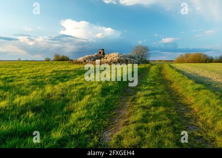 Die Straße durch die Wiese und die Jagdkanzel in blühenden Büschen, Czulczyce, Polen Stockfoto