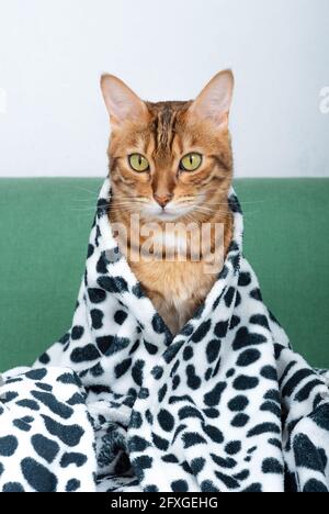 Eine niedliche gestreifte inländische Bengalkatze mit grünen Augen sitzt auf dem Sofa, bedeckt mit einer bedruckten weichen Decke. Stockfoto