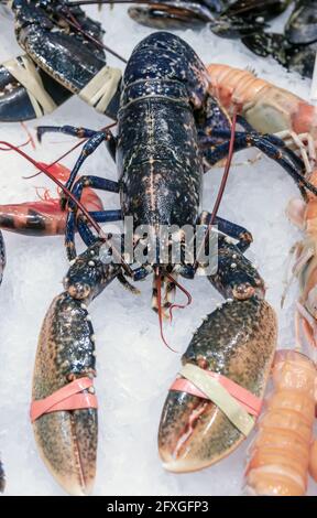 Hummer Angeln. Frische rohe Krebse Meeresfrüchte Krallen Riesenhummer Heckkrebse Nahaufnahme Eis auf dem Fischmarkt Stockfoto