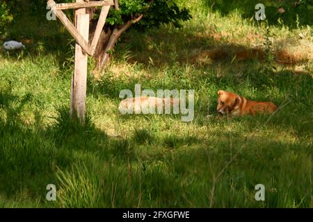 Hunde ruhen im Frühling im Schatten auf Gras Stockfoto