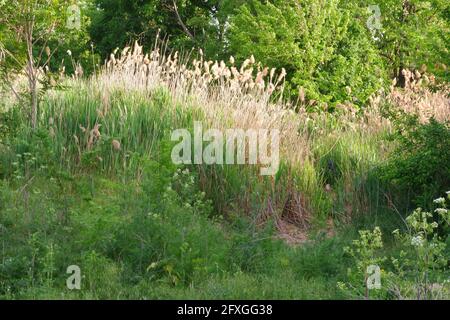 Bäume und Pampas Gras an einem sonnigen Tag Stockfoto