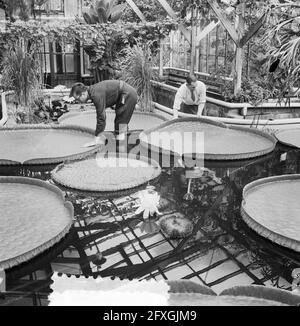 Victoria Regia in Blüte in Amsterdam Hortus, 7. August 1953, Blüte, Pflanzen, Niederlande, Presseagentur des 20. Jahrhunderts, Foto, Nachrichten zum erinnern, Dokumentarfilm, historische Fotografie 1945-1990, visuelle Geschichten, Menschliche Geschichte des zwanzigsten Jahrhunderts, Momente in der Zeit festzuhalten Stockfoto