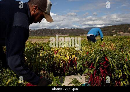 Landwirtschaftliche Arbeiter ernten die roten Paprika, die nach dem Trocknen in Pimentón de la Vera verwandelt werden, das weltberühmte, in Spanien hergestellte Paprika. Stockfoto