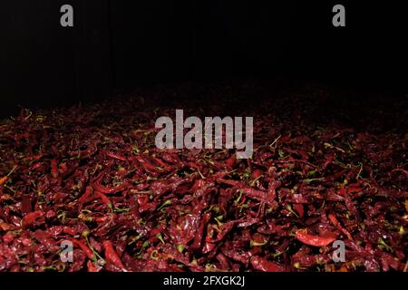 Die roten Paprika werden getrocknet. Nach dem Trocknen werden sie zu Pimentón de la Vera, dem weltbekannten Paprika, der in Spanien hergestellt wird, umgewandelt. Stockfoto