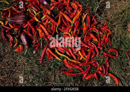 Die roten Paprika werden getrocknet. Nach dem Trocknen werden sie zu Pimentón de la Vera, dem weltbekannten Paprika, der in Spanien hergestellt wird, umgewandelt. Stockfoto