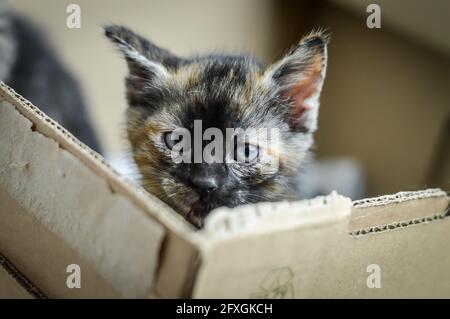 Porträt eines gestreift und gefleckten, einen Monat alten Kätzchens mit dunklem Gesicht und blauen Augen, flacher Tiefenschärfe Stockfoto