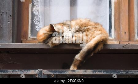 Schlafende Katze mit Pfote unter dem Kopf Stockfoto