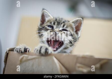Porträt eines gestreiften, hellbraunen, einen Monat alten Kätzchens und blaue Augen, die an der Box gähnten, flacher Tiefenfokus Stockfoto