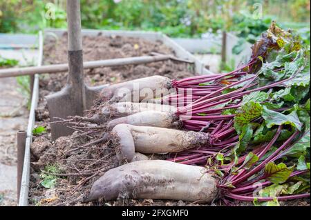 Die Ernte der Riesenrüben wird ausgegraben und liegt im Garten auf dem Bett. Übersättigung des Gemüses mit Düngemitteln und Spurenelementen. Fehler, wenn gr Stockfoto