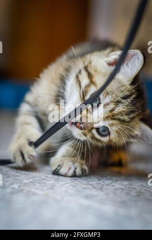 Porträt eines gestreiften, hellbraunen, einen Monat alten Kätzchens und blaue Augen, die mit einem elektrischen Kabel spielen, flacher Tiefenfokus Stockfoto