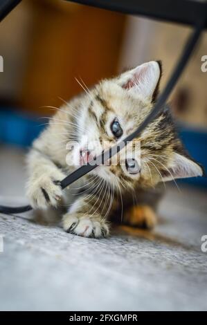 Porträt eines gestreiften, hellbraunen, einen Monat alten Kätzchens und blaue Augen, die ein elektrisches Kabel beißen, flacher Tiefenfokus Stockfoto