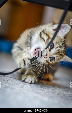 Porträt eines gestreiften, hellbraunen, einen Monat alten Kätzchens und blaue Augen, die ein elektrisches Kabel beißen, flacher Tiefenfokus Stockfoto