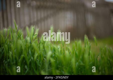 Frisches grünes Gerstengras, das in einem ländlichen Garten auf dem Hintergrund eines Streikenzauens wächst. Stockfoto