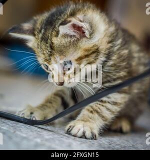Porträt eines gestreiften, hellbraunen, einen Monat alten Kätzchens und blaue Augen, die mit einem elektrischen Kabel spielen, flacher Tiefenfokus Stockfoto