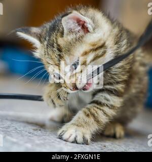 Porträt eines gestreiften, hellbraunen, einen Monat alten Kätzchens und blaue Augen, die ein elektrisches Kabel beißen, flacher Tiefenfokus Stockfoto