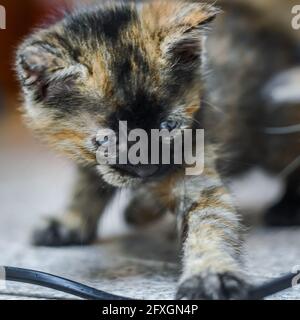Porträt eines gestreift und gefleckten einen Monat alten Kätzchens mit dunklem Gesicht und blauen Augen, die mit einem elektrischen Kabel spielen, flacher Tiefenschärfe Stockfoto