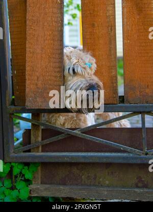 Ein flauschiger Hund schaut durch ein Loch im Zaun hinaus. Stockfoto