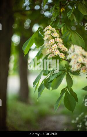 Blühender Kastanienbaum wächst im Frühjahr, Nahaufnahme Zweig. Stockfoto