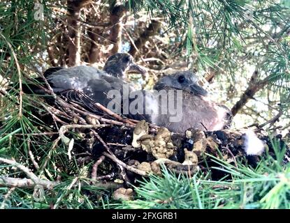 Zwei junge Holztauben in einem Nest - sie werden in diesem Alter Jungvögel genannt und ernähren sich vollständig von einer flüssigen Nahrung, die die Eltern wieder erbrechen. Stockfoto