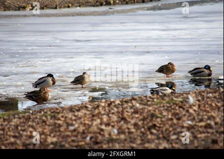 Der Wintersee Stockfoto