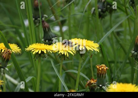 Die zottelige Hummel sitzt auf gelben Dandelionblüten. Stockfoto