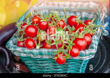 Reife Trauben von kleinen Kirschtomaten liegen in einem Korb auf dem Tisch. Tomatenernte aus den Beeten des Stadtgartens wurde gesammelt. Stockfoto