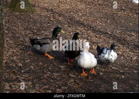 Wunderbare Familie, drake of Stockard mit american pekin, und ihre Kinder, darunter eines mit Leucismus, dass genetische krank ist sehr selten in der Vogelwelt Stockfoto