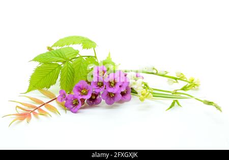 Blüten von Maiglöckchen und Bergenien auf Weiß Hintergrund Stockfoto
