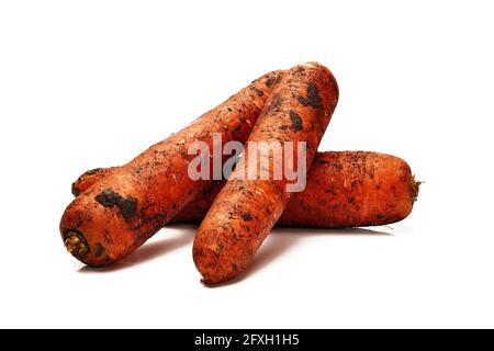 Schmutzige große reife Karotten isoliert auf weißem Hintergrund Stockfoto