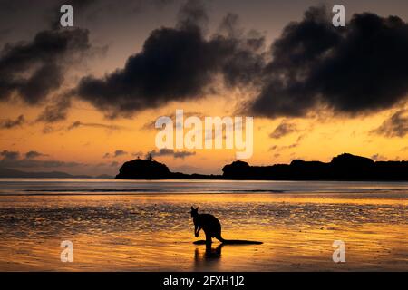 Wallaby am Strand bei Sonnenaufgang. Stockfoto