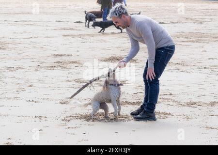 Mawgan Porth Beach in Cornwall in Großbritannien; Hundebesitzer und ihre Hunde spielen zusammen an einem hundefreundlichen Strand. Stockfoto