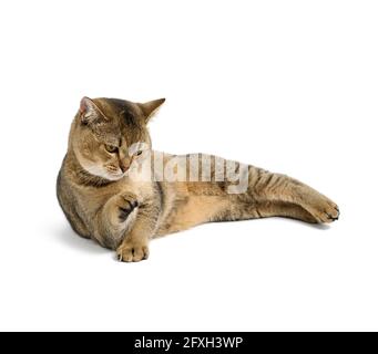 Erwachsene graue schottische gerade Chinchilla Katze liegt auf einem weißen isolierten Hintergrund, das Tier ruht Stockfoto