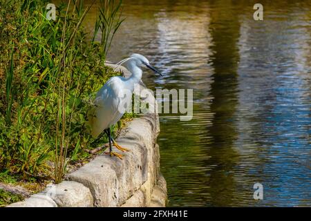 Ein erwachsener Reiher Egretta garzetta, der seine Federn an einer Wand mit Blick auf einen See in den Trenance Gardens in Newquay in Cornwall zeigt. Stockfoto