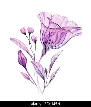 Aquarell-Blumenarrangement. Handbemaltes Kunstwerk mit durchsichtiger violetter Blume und violetten Blättern, isoliert auf Weiß. Botanische Abbildung für Stockfoto