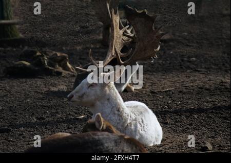 Der Monarch von glen- Albino Damhirsch Stockfoto
