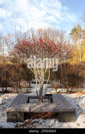 weißdornbeeren auf einem Baum ohne Blätter gegen den blauen Himmel. Herbstansicht. Stockfoto